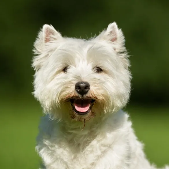 Fluffy white West Highland White Terrier with an open mouth and pink tongue
