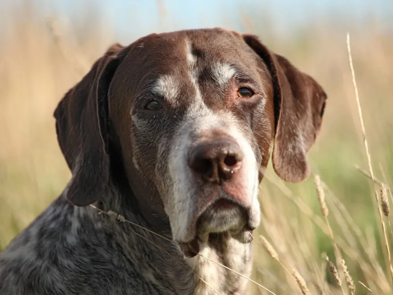 Close up of a brown and white German Shorthaired Pointer in tall grass