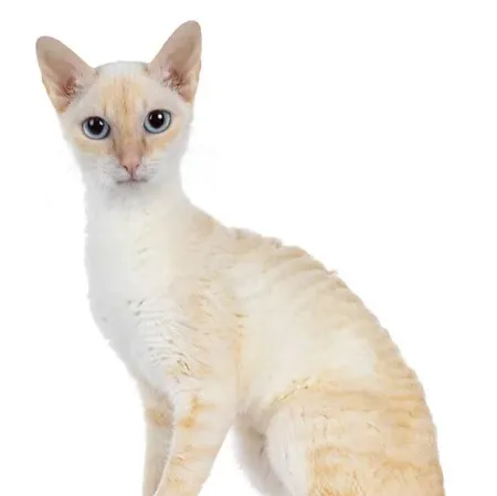 A cream colored German Rex cat with blue eyes and short wavy fur gazes forward