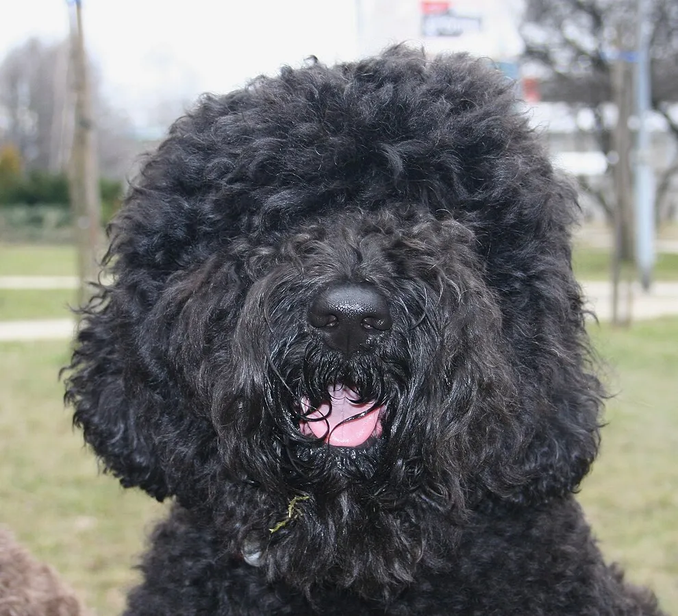 A black Barbet dog with curly fur and a pink tongue panting looking at the camera
