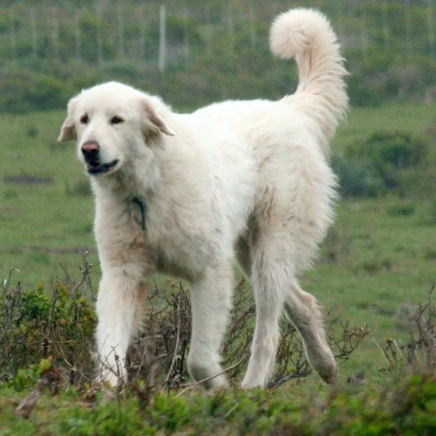 White Akbash dog standing in a field