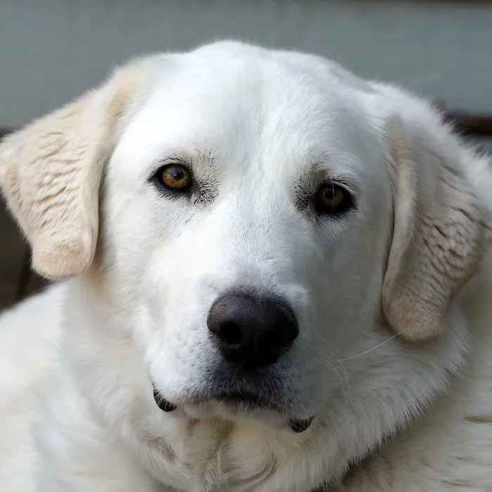 White Akbash dog with dark eyes looking at the camera