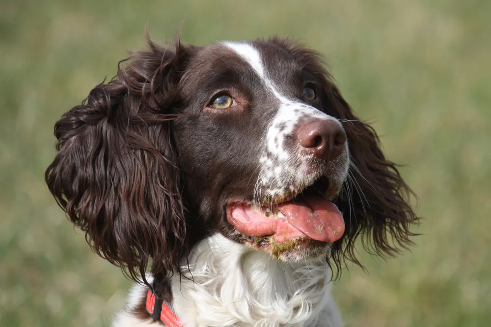 Brown and white English Springer Spaniel sitting on green grass