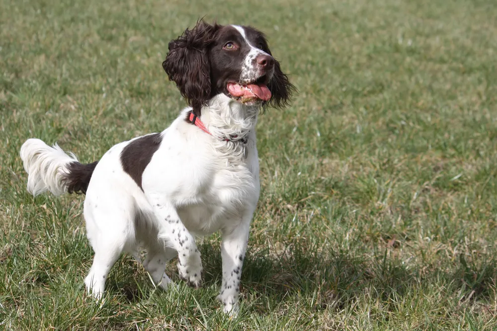 Brown and white English Springer Spaniel sitting on green grass