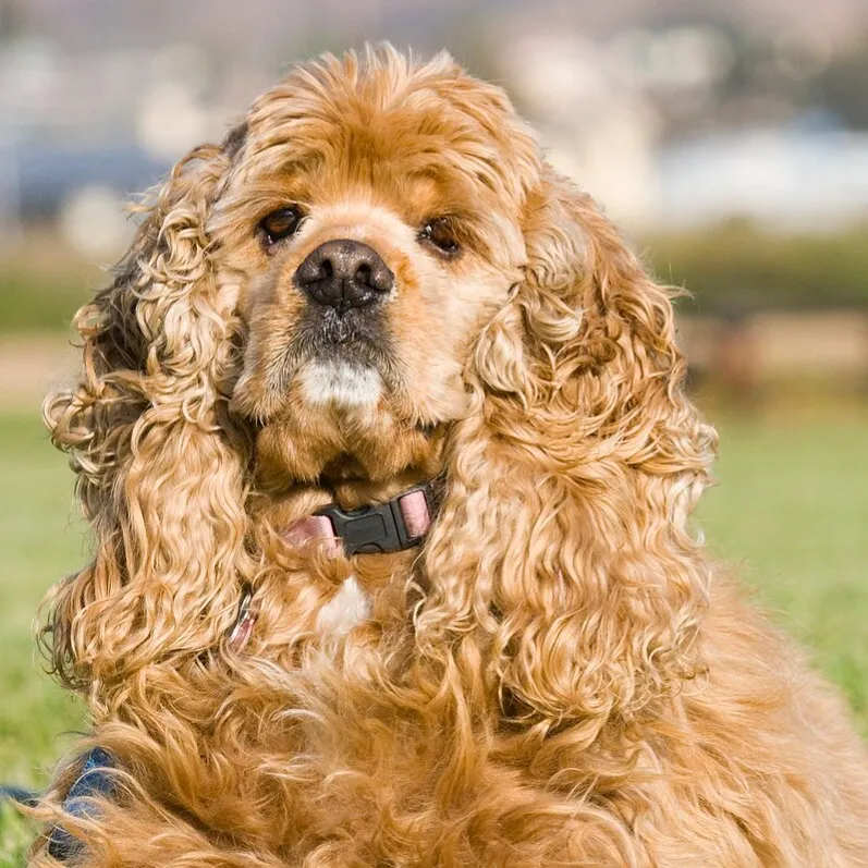 Blonde American Cocker Spaniel with long curly hair and a pink collar sitting in grass