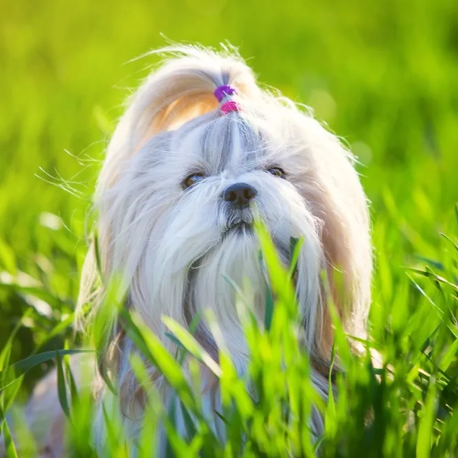 Small Shih Tzu dog with fluffy white and brown fur black eyes