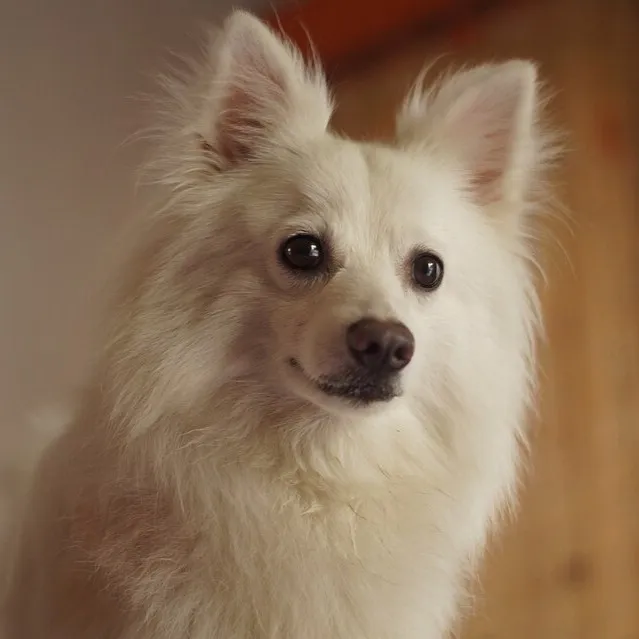 Fluffy white Indian Spitz dog with erect ears and a pink nose