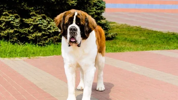 Large Moscow Watchdog standing on a brick path looking forward