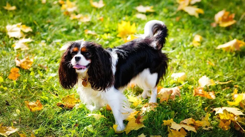 Tri color Cavalier King Charles Spaniel puppy on a blanket