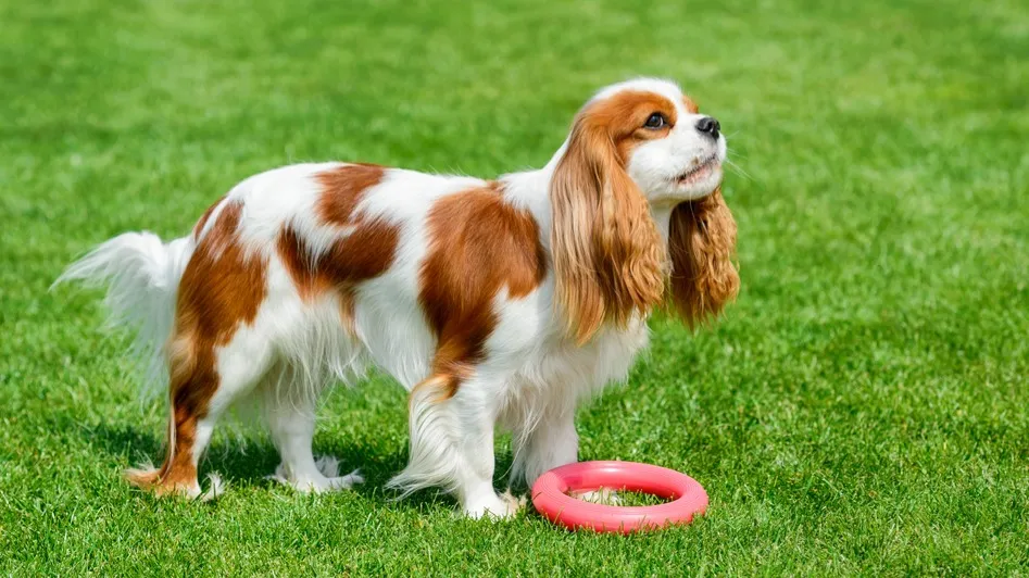 Brown and white Cavalier King Charles Spaniel with long floppy ears sits