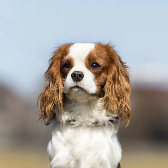 Black and tan Cavalier King Charles Spaniel with long floppy ears sits