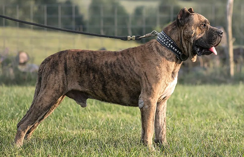 Black Perro de Presa Canario with cropped ears stands on a leash outdoors