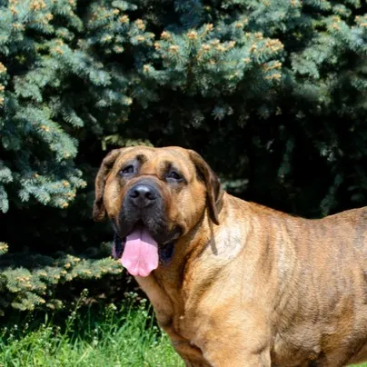 Tan Perro de Presa Canario with cropped ears on a dark background