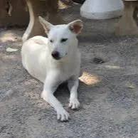 A white dog with pointy ears is lying down on a gravelly surface looking to the right