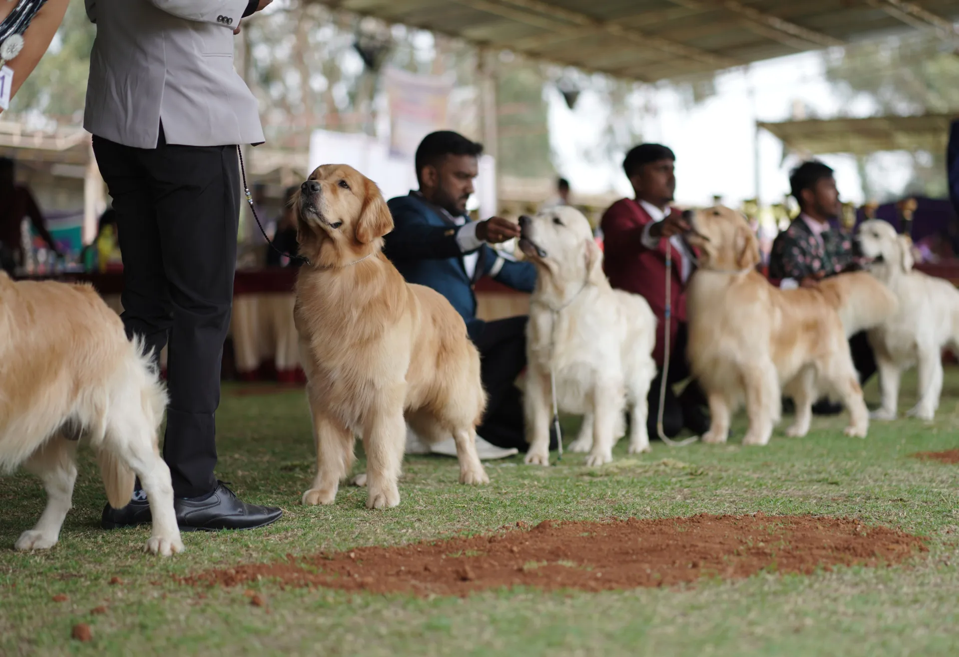 Golden Retriever Standing In Dog Show With Dog Handlers