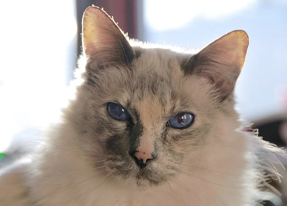 Cream Balinese cat with blue eyes and long hair sitting elegantly