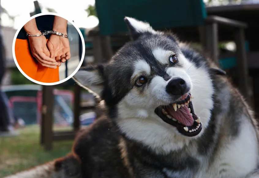 Aggressive Husky snarling with inset of handcuffed person
