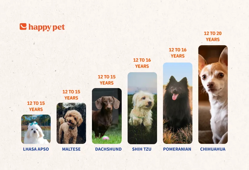 A representation of longest living dog breeds