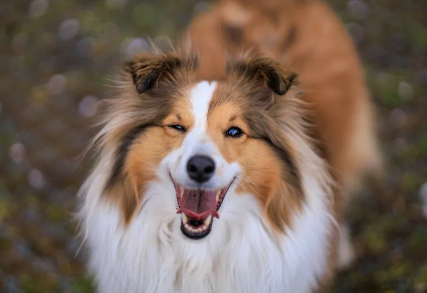A dog making funny face