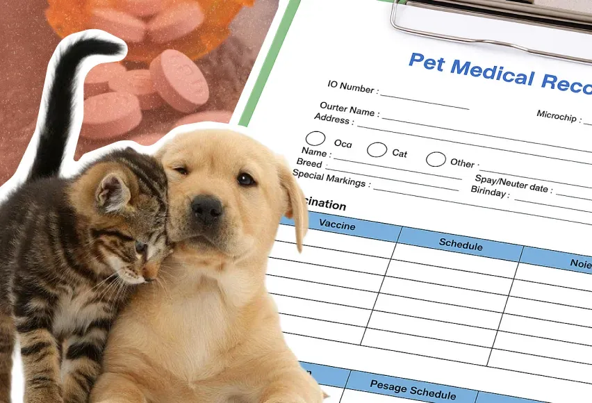 This is representation of pet medical record