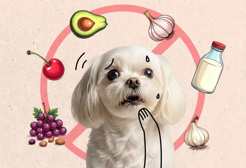 This is a visual representation of food that are harmful for maltese