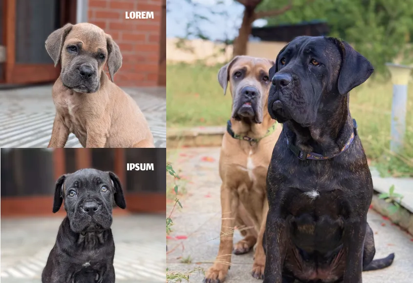 Cane Corso Puppy India