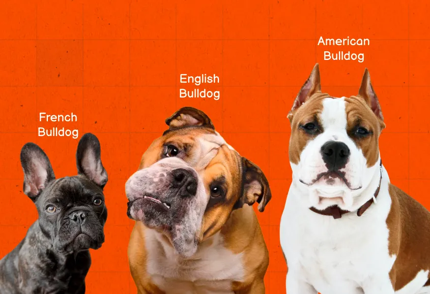 Depiction of types of Bulldogs