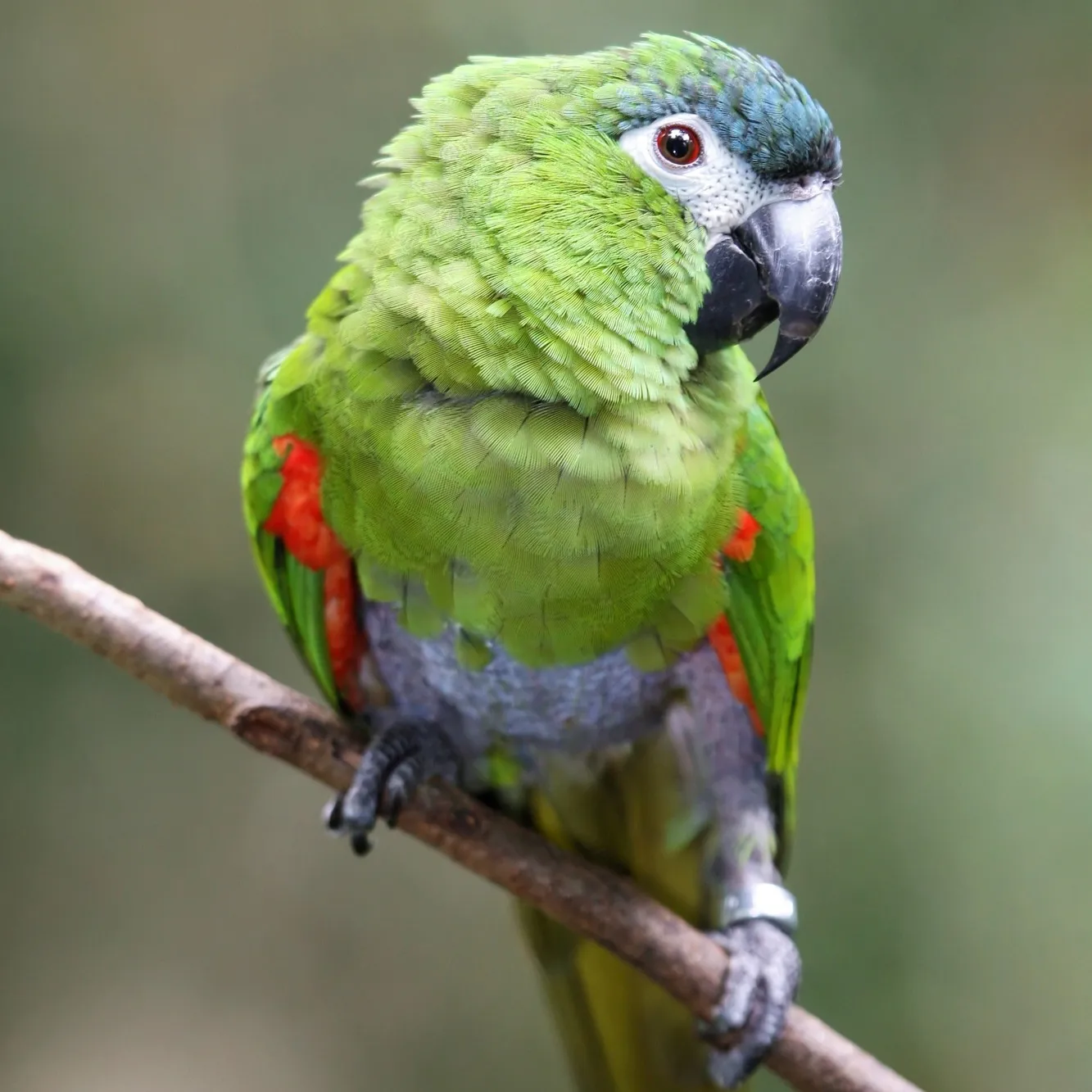 A green Hahns macaw with a blue crown and red wing patches perches on a branch