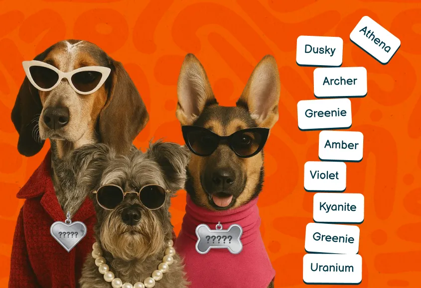 Three dogs and many name plate suggestions