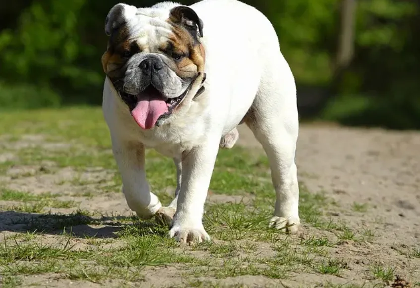 A white coat english bulldoh