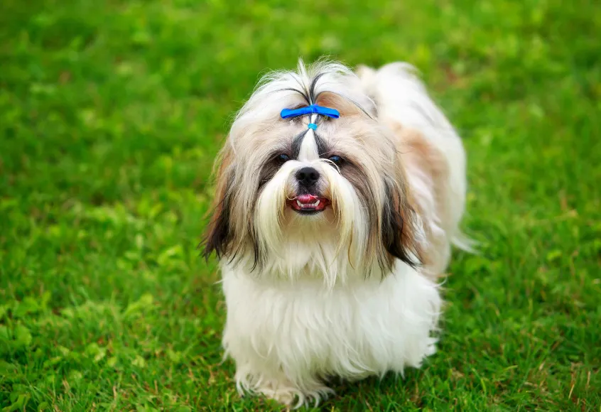 A white and brown coat shih tzu