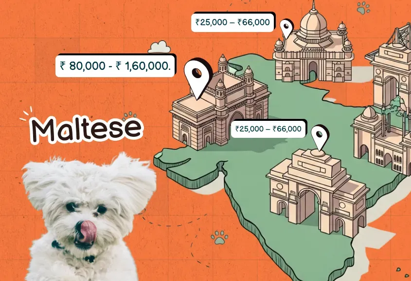 Maltese Dog price in India