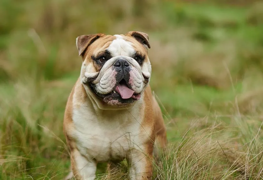 bulldog nutrition guide