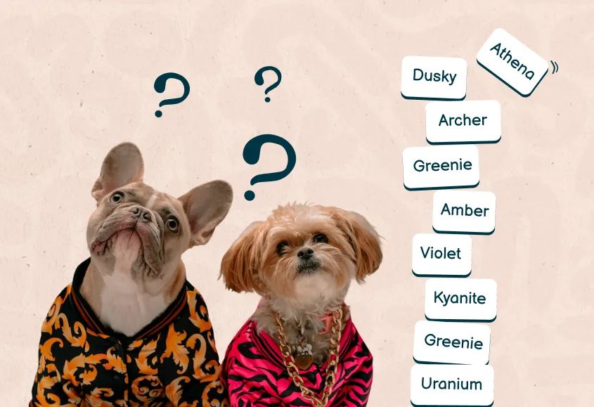 easy way to pick name for pet