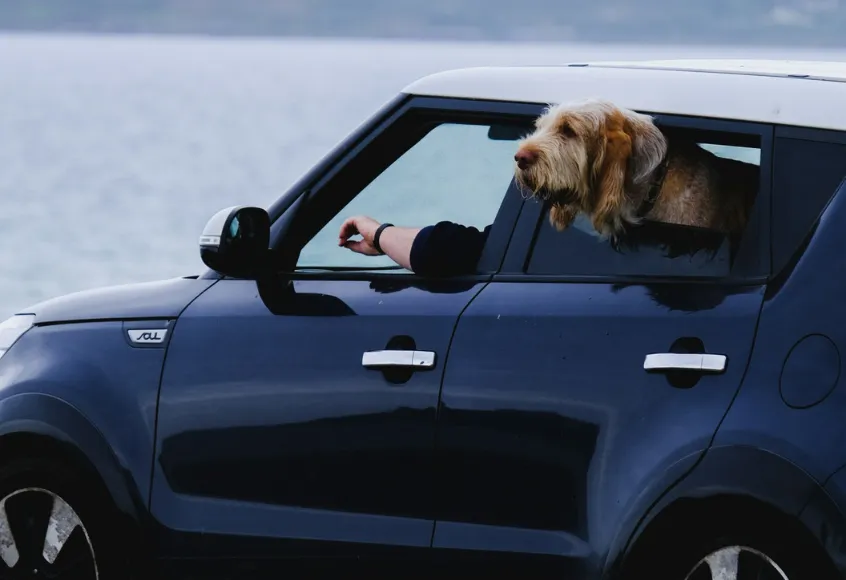 A dog sitting in a car