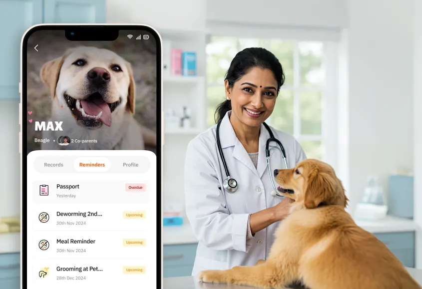 Veterinary care for pets why its necessary