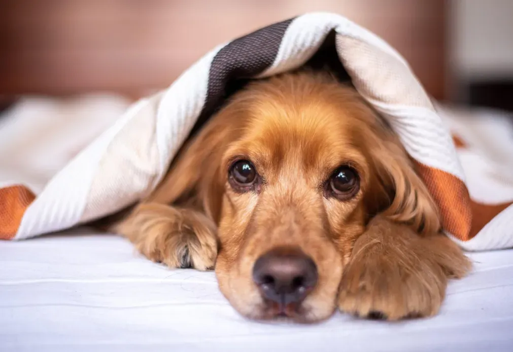 A dog lying on a bed with its head resting on its paws partially covered by a striped blanket