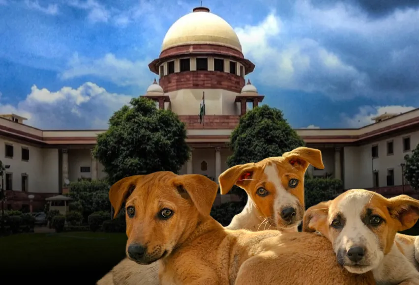 A stray dog standing in the dark