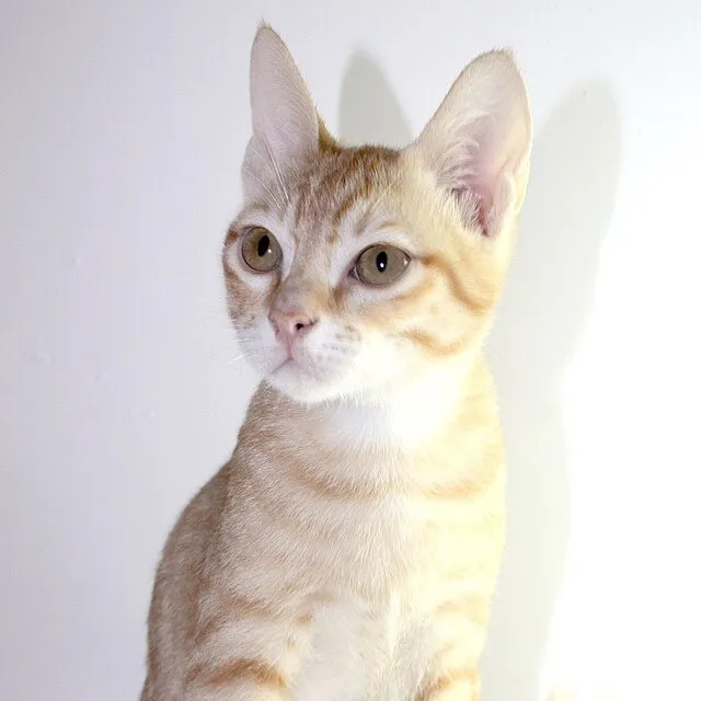 A cream and tan Arabian Mau kitten with brown eyes