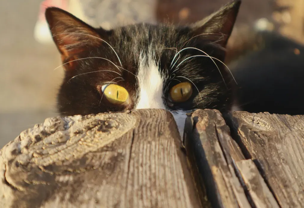 Close up of a black and white cat with bright yellow eyes peeking over an old wooden fence