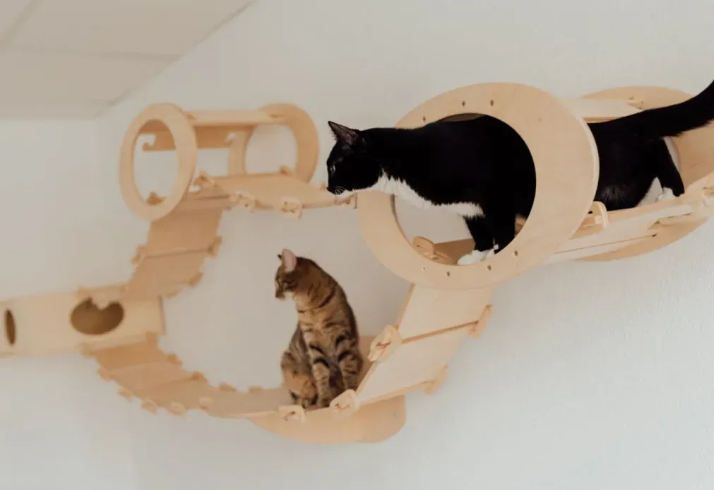 Two cats climbing and playing on a modern wooden cat wall playground attached to a white wall