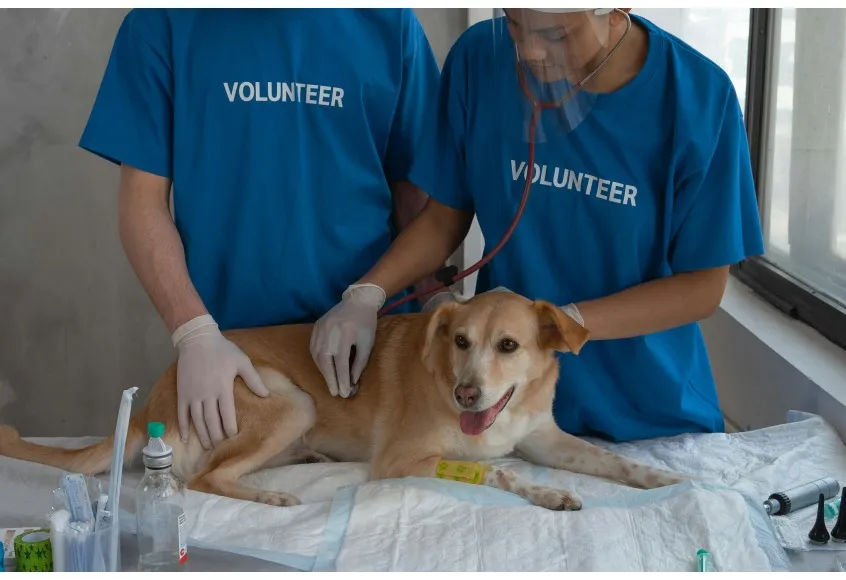 A dog being examined by volunteers