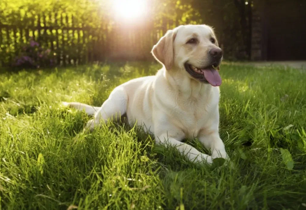 A yellow Labrador lies on green grass in a sunny garden