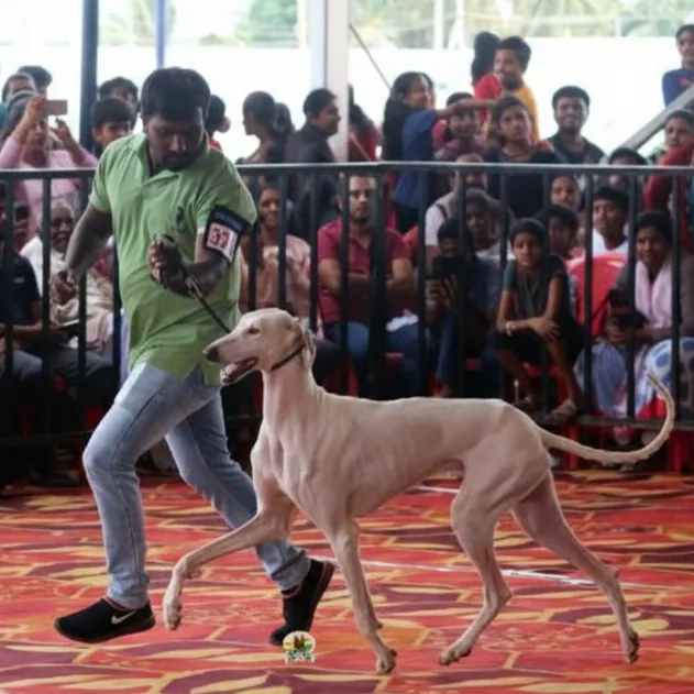 Madesha Mudhol Dog Breeder with his show campion Mudhol Dog