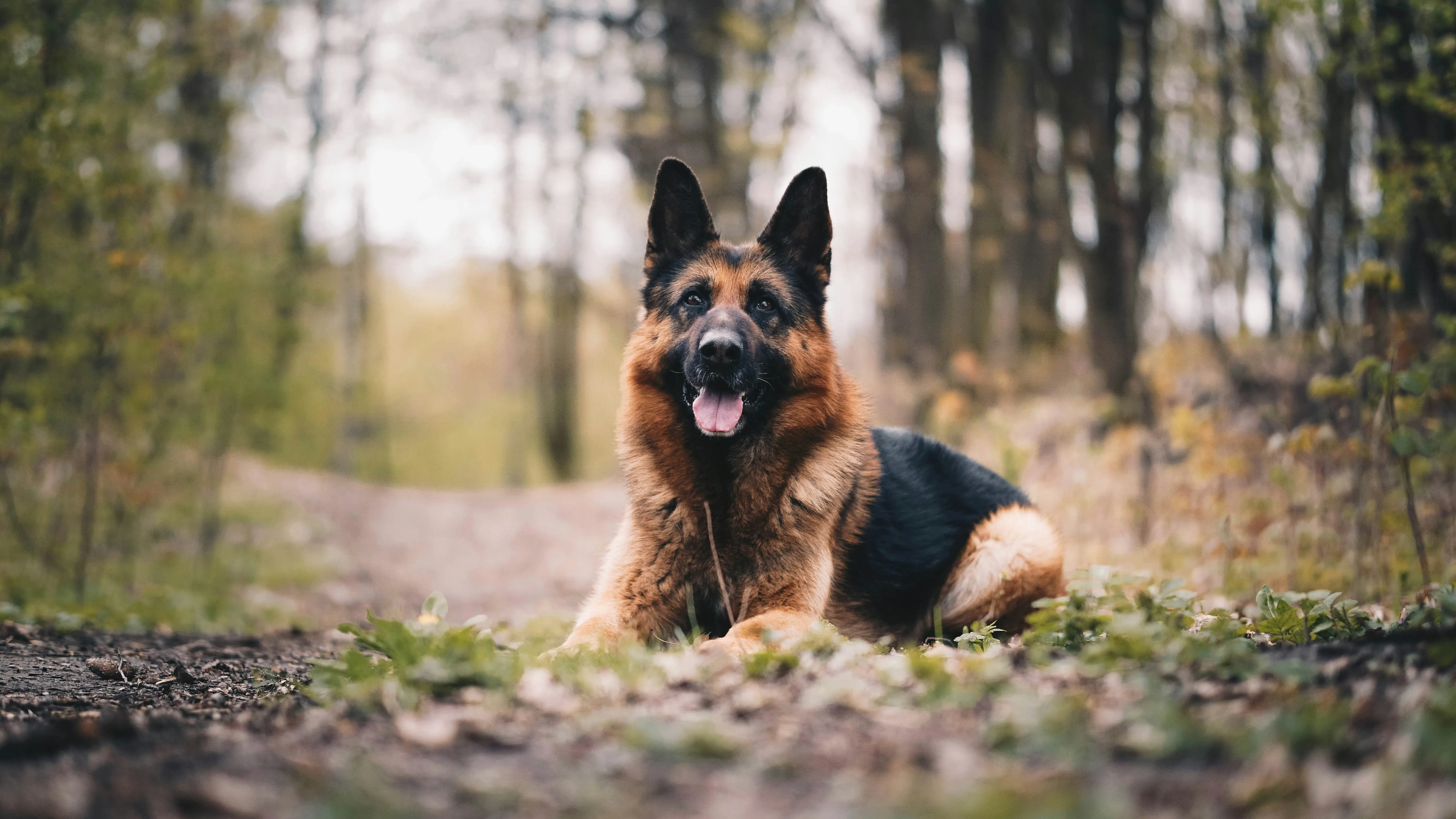 A German Shepherd dog sitting majestically in woods