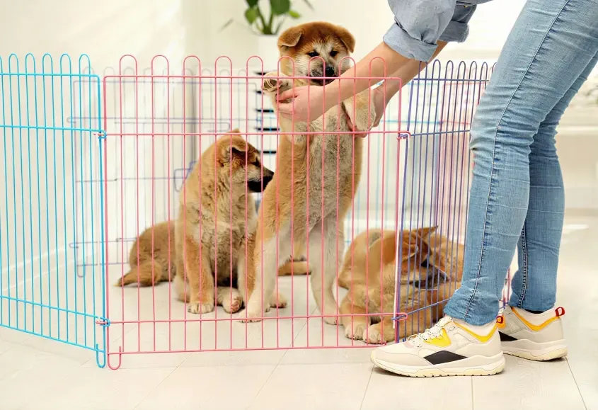 an easy guide to puppy proof your home in India