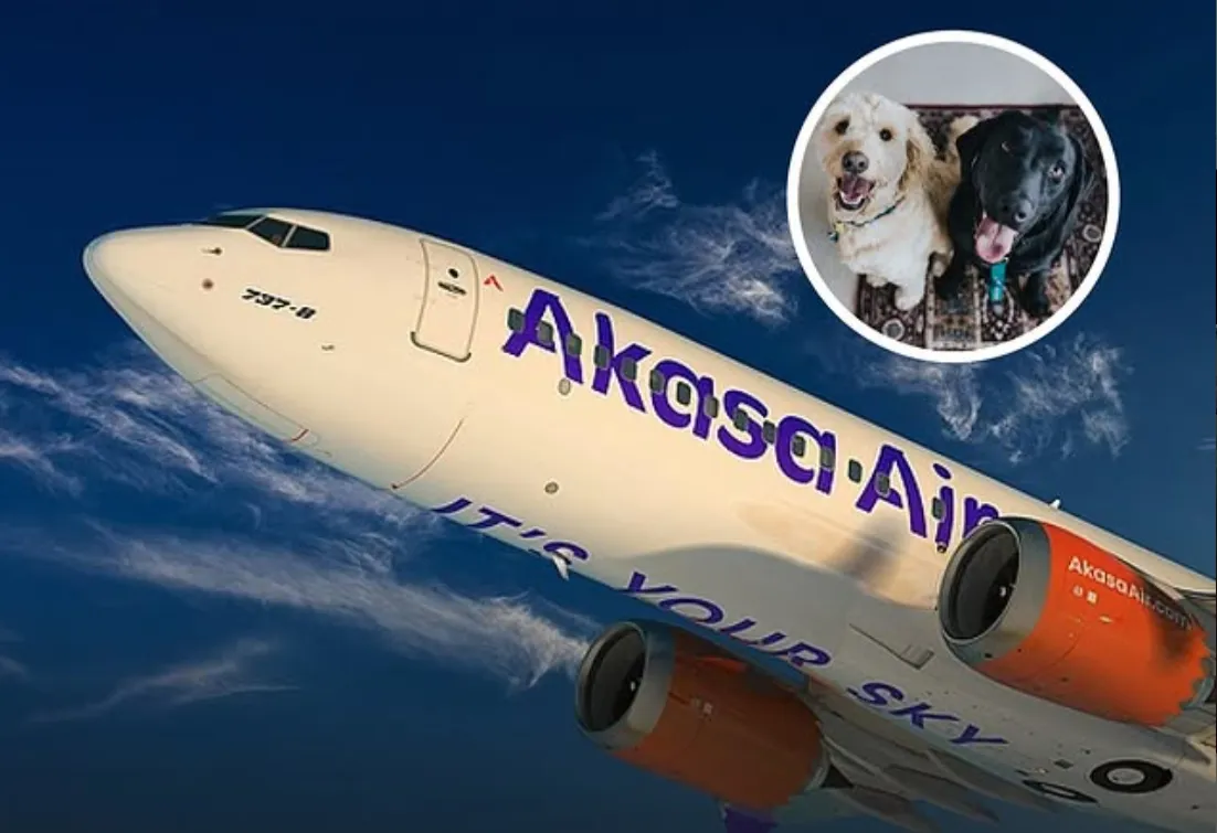 akasa air flight with an inlay of two dogs