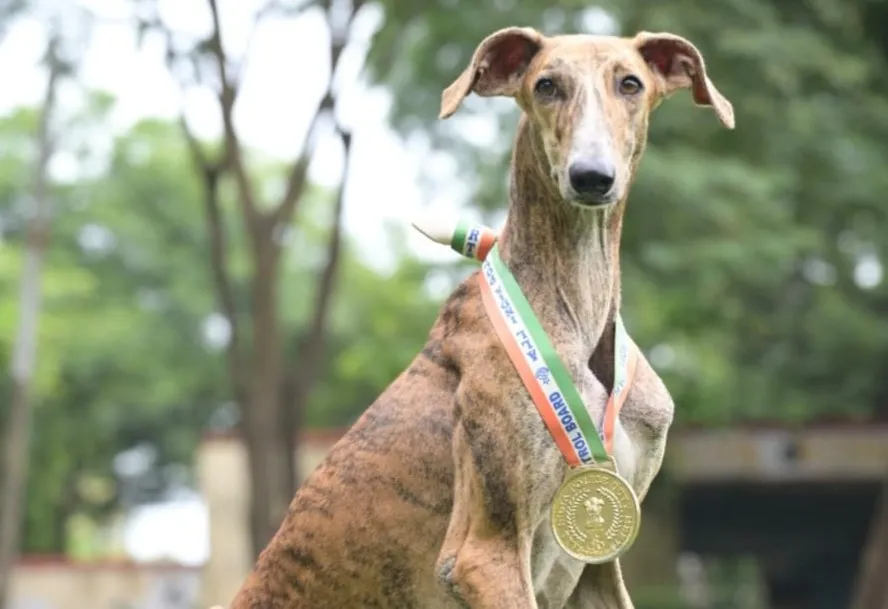 riya the champion mudhol hound