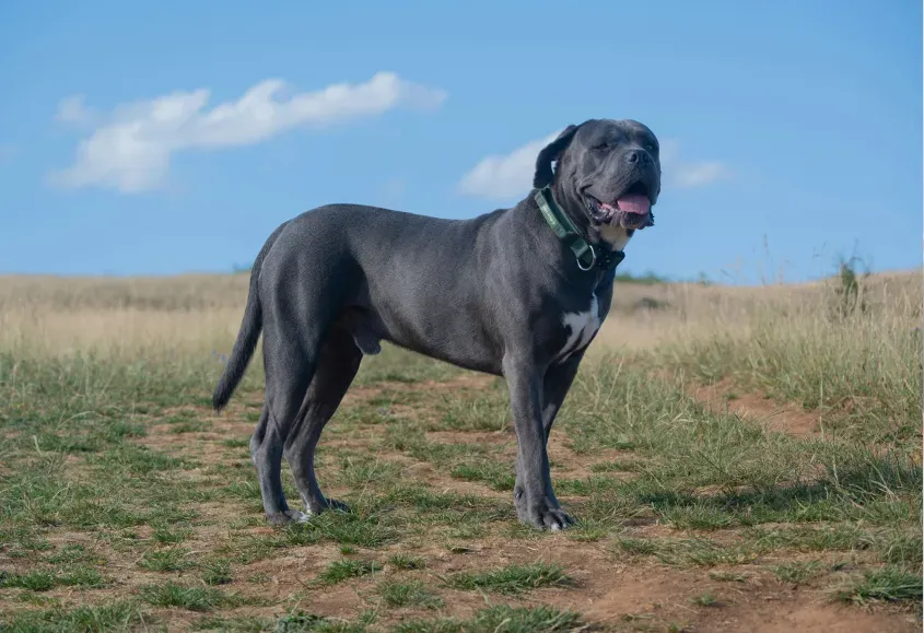 Hero image for the cane corso misconception