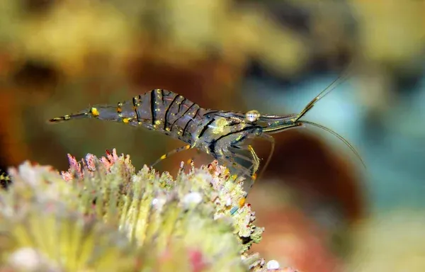 A striped translucent Mediterranean glass shrimp rests on bright yellow and pink coral underwater
